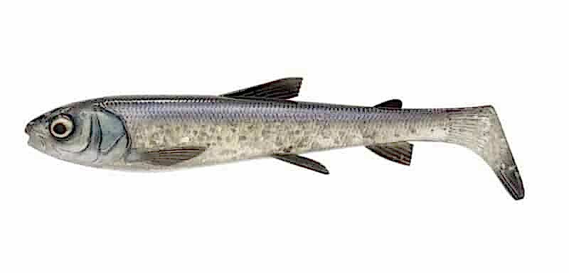 Savage Gear 3D Whitefish Shad 23cm 94gram - Afbeelding 8